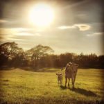 Late afternoon in the Pasture