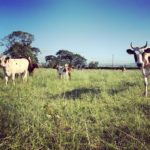 Mossgiel Cows outside in the Organic Pasture