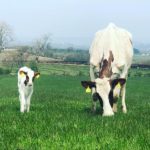 Cow with its Mum