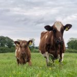 Cow with her Calf