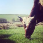 Cow eating Organic Grass