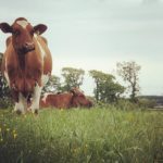 Relaxing in the Pasture