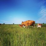 Calves out in the Organic Pasture with their Mothers