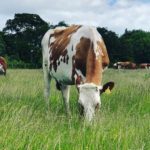 Cow eating grass