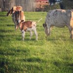 A Calf with its Mother