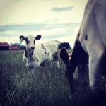 Cows in the field