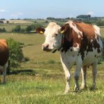 Cows in the Pasture