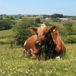 Enjoying the Organic Pasture