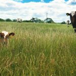 Hide and seek in the Pasture