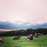 Evening at Mossgiel Farm