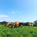 Enjoying the Organic Grass in the summer Sun