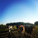 The well-worn track to the Milking Parlour