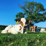 Cows lying down in the sun