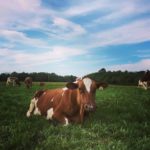 Chewing the cud in the Organic Pasture