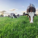 Natural food for the Mossgiel Cows