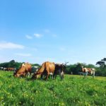 Blue skies, happy Cows