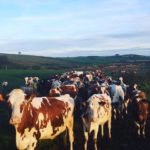 Milking time at the Farm