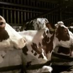 Cows in the Byre