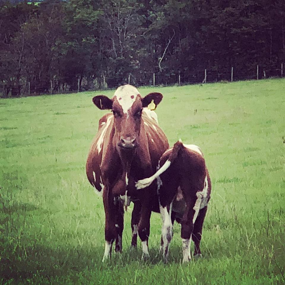 A calf feeding from its mother at Mossgiel Farm