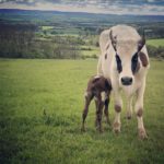 Cows - Calves At Foot