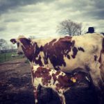 Cows - Keeping Calves At Foot