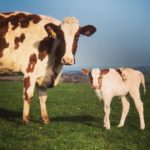 Cows - Mother With Calf At Foot