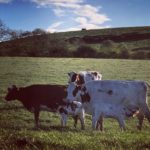 Cows - Mothers With Calves