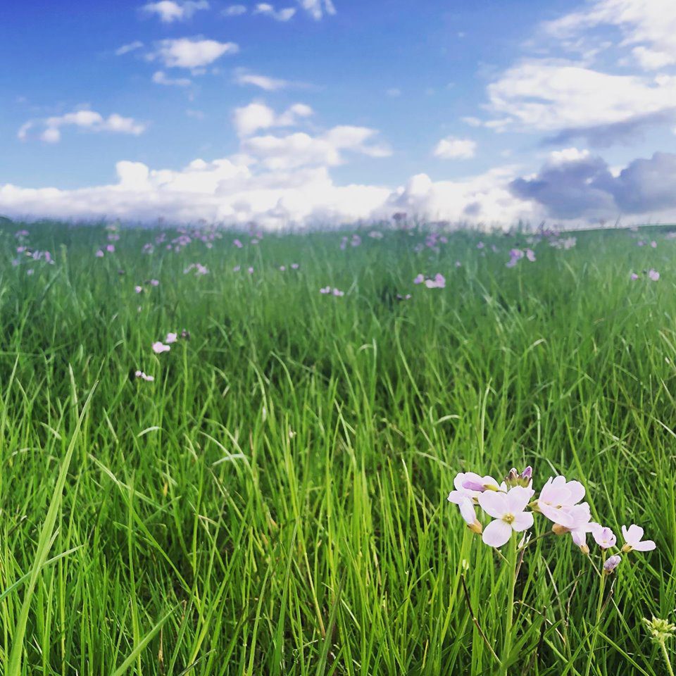 Flowers and diverse plants growing through pasture at Mossgiel
