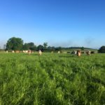 Cows eating the Organic Grass in the Pasture