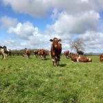 Cows in the Pasture