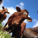 Nosy Cows posing for the Camera