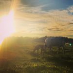 Cow Calf and Sunset