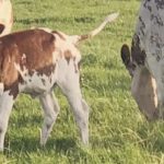 Calf-at-Foot