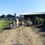 Cows With Calves