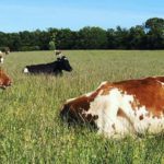 Organic Ayrchire Cows making Organic Milk