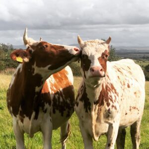 Picture of 2 Cows standing in a field.