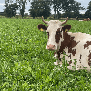 Picture of a Cow with horns lying down in an Organic field.