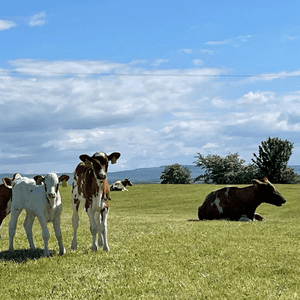 Picture of Calves and Cows in a field on a sunny day.