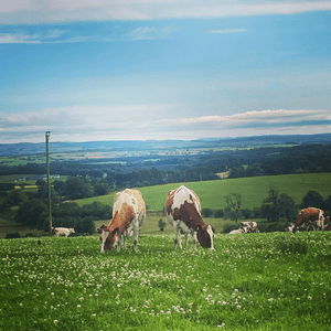 Two Cows eating Organic Pasture