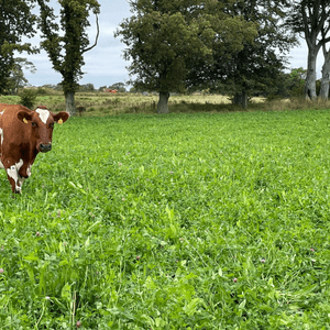 Picture of a Cow in a field of Organic Herbal Laise.