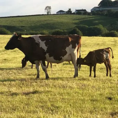 Picture of a Calf suckling from a Cow