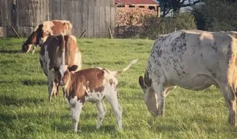 Picture of Cows and a Calf in a field