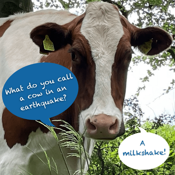 Joke - What do you call a Cow in an earthquake?