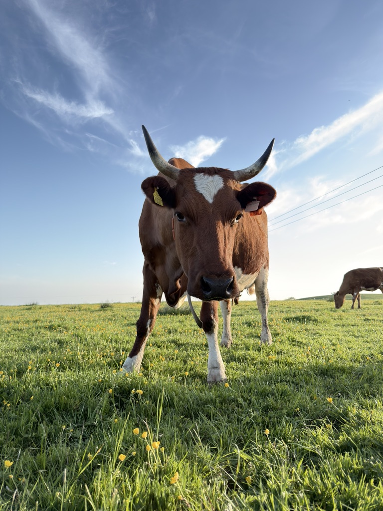 Mossgiel Ayrshire cow in flower-rich organic pasture