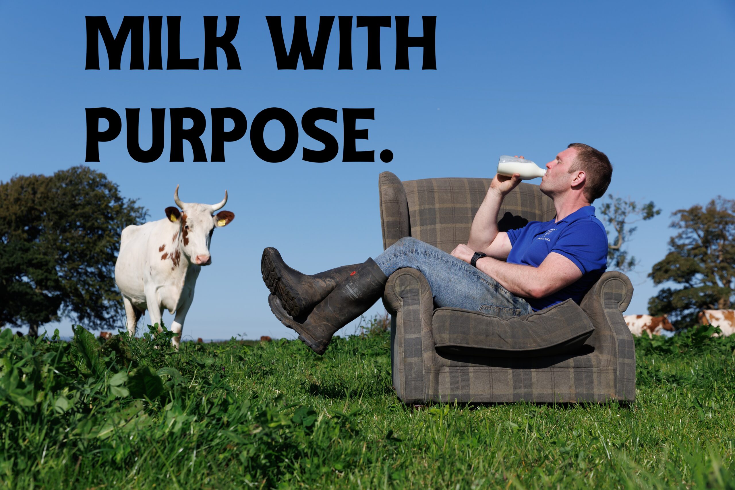 Bryce Cunningham drinking Mossgiel milk beside an Ayrshire cow at Mossgiel Farm